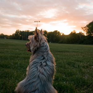 Preview wallpaper dog, pet, protruding tongue, dusk