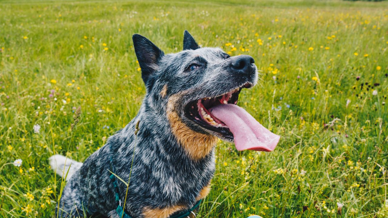 Wallpaper dog, pet, protruding tongue, friends, legs