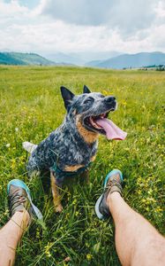 Preview wallpaper dog, pet, protruding tongue, friends, legs