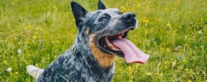 Preview wallpaper dog, pet, protruding tongue, friends, legs