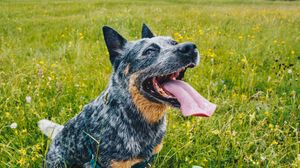 Preview wallpaper dog, pet, protruding tongue, friends, legs