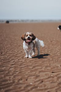 Preview wallpaper dog, pet, protruding tongue, funny, beach