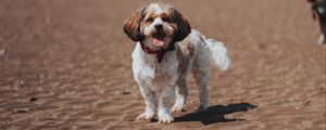 Preview wallpaper dog, pet, protruding tongue, funny, beach