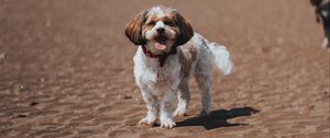 Preview wallpaper dog, pet, protruding tongue, funny, beach