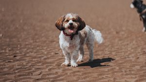 Preview wallpaper dog, pet, protruding tongue, funny, beach