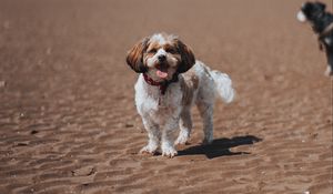 Preview wallpaper dog, pet, protruding tongue, funny, beach