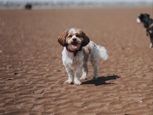 Preview wallpaper dog, pet, protruding tongue, funny, beach