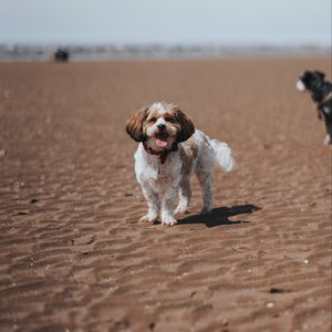 Preview wallpaper dog, pet, protruding tongue, funny, beach