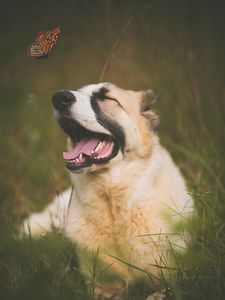 Preview wallpaper dog, pet, protruding tongue, cute, butterfly, insect