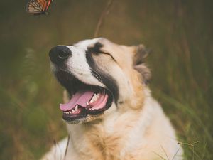 Preview wallpaper dog, pet, protruding tongue, cute, butterfly, insect