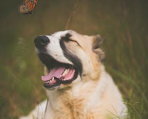 Preview wallpaper dog, pet, protruding tongue, cute, butterfly, insect