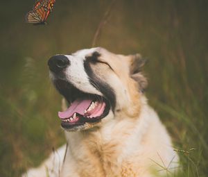 Preview wallpaper dog, pet, protruding tongue, cute, butterfly, insect