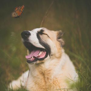 Preview wallpaper dog, pet, protruding tongue, cute, butterfly, insect