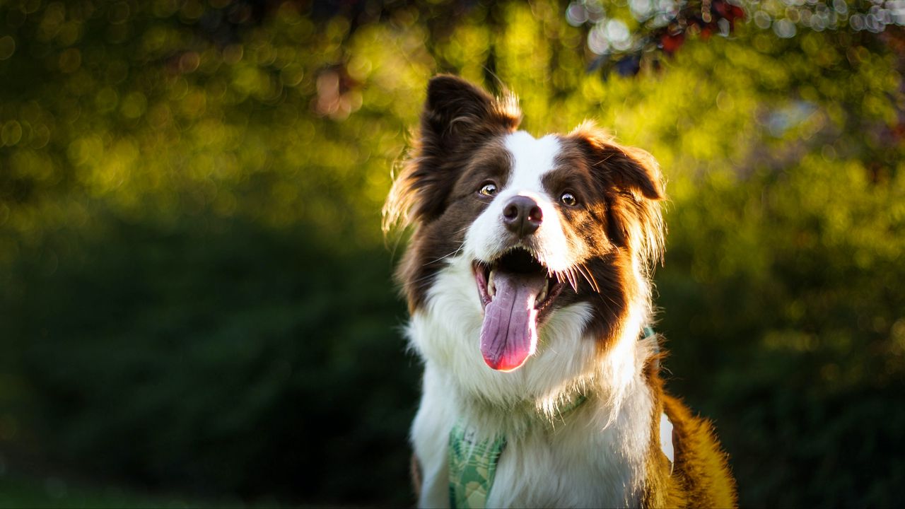 Wallpaper dog, pet, protruding tongue, cute