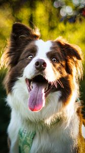 Preview wallpaper dog, pet, protruding tongue, cute