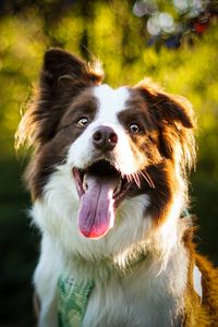 Preview wallpaper dog, pet, protruding tongue, cute