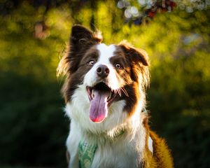 Preview wallpaper dog, pet, protruding tongue, cute
