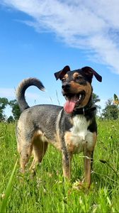 Preview wallpaper dog, pet, protruding tongue, field, grass