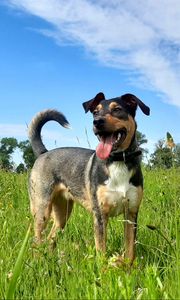 Preview wallpaper dog, pet, protruding tongue, field, grass