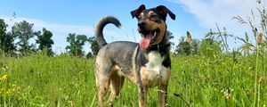 Preview wallpaper dog, pet, protruding tongue, field, grass
