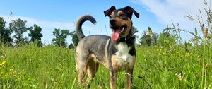 Preview wallpaper dog, pet, protruding tongue, field, grass