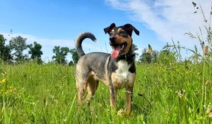 Preview wallpaper dog, pet, protruding tongue, field, grass