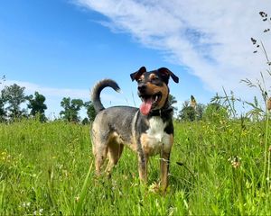 Preview wallpaper dog, pet, protruding tongue, field, grass