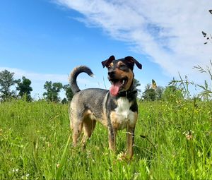 Preview wallpaper dog, pet, protruding tongue, field, grass