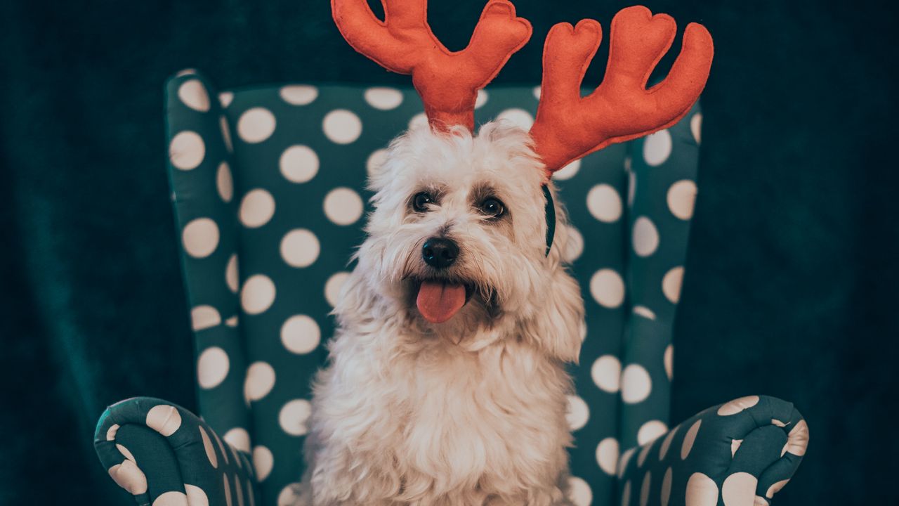 Wallpaper dog, pet, protruding tongue, fluffy, funny