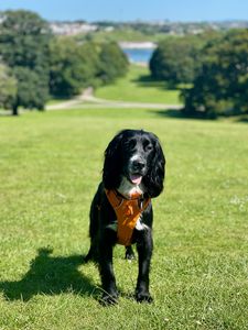 Preview wallpaper dog, pet, protruding tongue, walk, field, grass