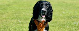 Preview wallpaper dog, pet, protruding tongue, walk, field, grass