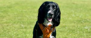 Preview wallpaper dog, pet, protruding tongue, walk, field, grass