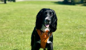 Preview wallpaper dog, pet, protruding tongue, walk, field, grass