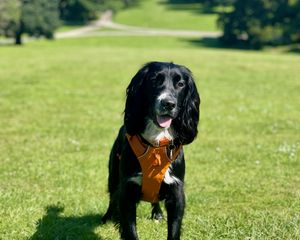 Preview wallpaper dog, pet, protruding tongue, walk, field, grass