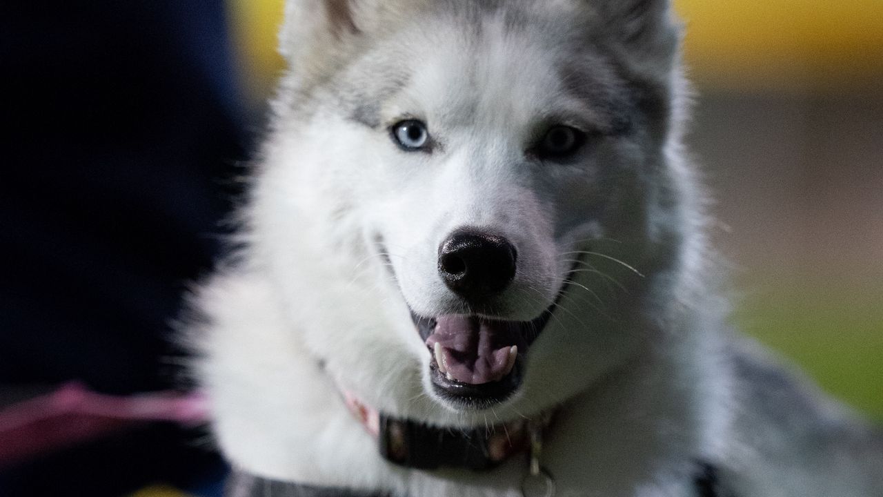 Wallpaper dog, pet, protruding tongue, fluffy, cute, cool