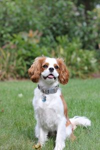 Preview wallpaper dog, pet, protruding tongue, collar, cute