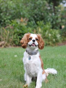 Preview wallpaper dog, pet, protruding tongue, collar, cute