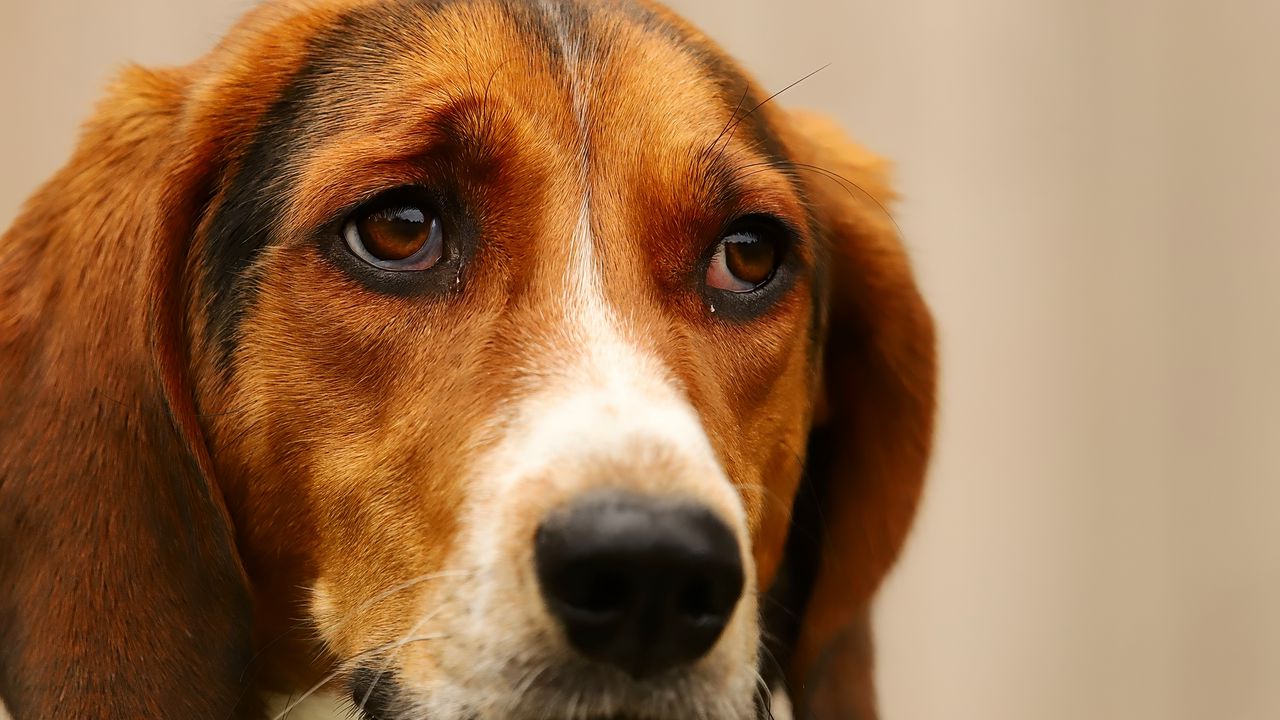 Wallpaper dog, pet, sad