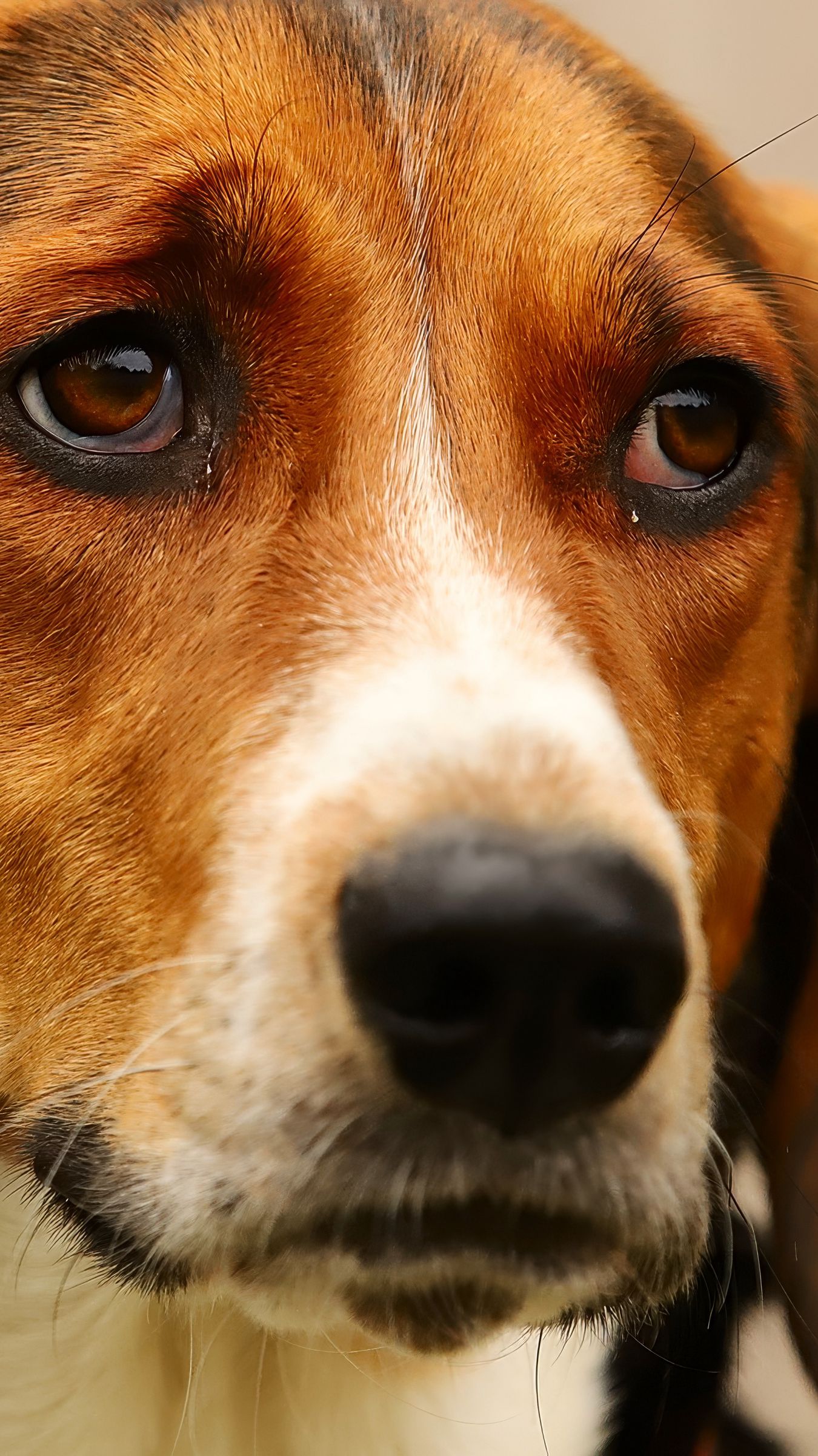 1350x2400 Wallpaper dog, pet, sad