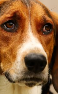 Preview wallpaper dog, pet, sad