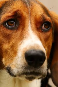 Preview wallpaper dog, pet, sad