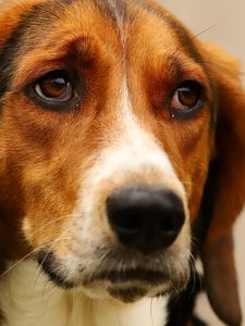 Preview wallpaper dog, pet, sad