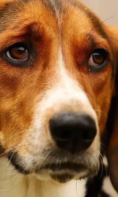 240x400 Wallpaper dog, pet, sad