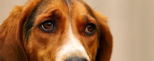 Preview wallpaper dog, pet, sad