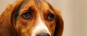 Preview wallpaper dog, pet, sad
