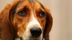 Preview wallpaper dog, pet, sad