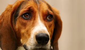 Preview wallpaper dog, pet, sad