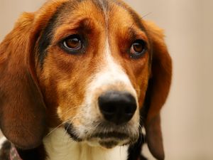 Preview wallpaper dog, pet, sad