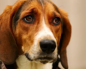 Preview wallpaper dog, pet, sad