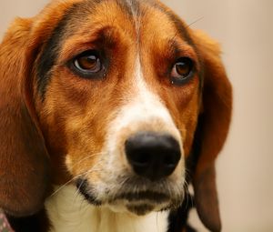 Preview wallpaper dog, pet, sad